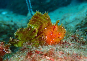 ハダカハオコゼ