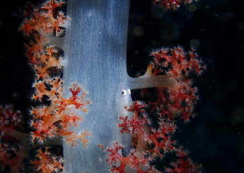 スケロクウミタケハゼ