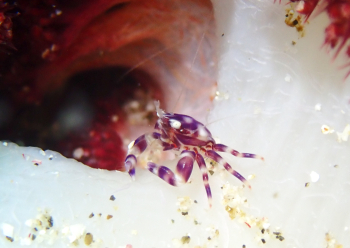 ナカソネカニダマシ