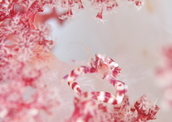 ナカソネカニダマシ