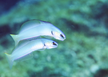 イトマンクロユリハゼ