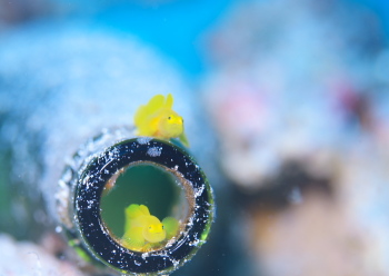 ミジンベニハゼ