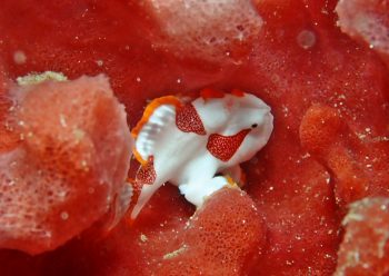 クマドリカエルアンコウ