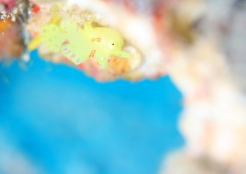 イロカエルアンコウ