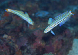 スジクロユリハゼ