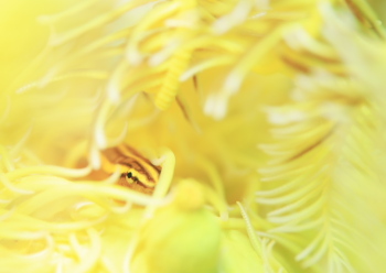 ウミシダウバウオ