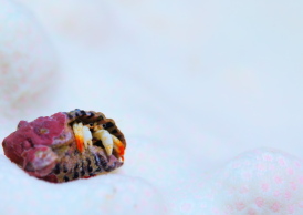 アカツメサンゴヤドカリ