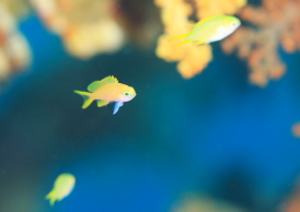 スミレナガハナダイ