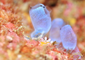 イガグリウミウシ