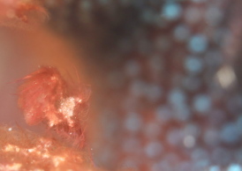 フィコカリスシムランス