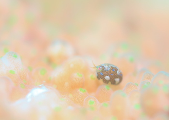 マキエホテイヨコエビ