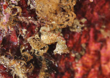 ハチジョウタツ