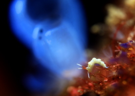 アオセンミノウミウシ