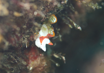 クマドリカエルアンコウ