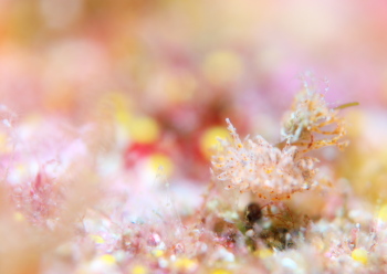 タマガワコヤナギウミウシ