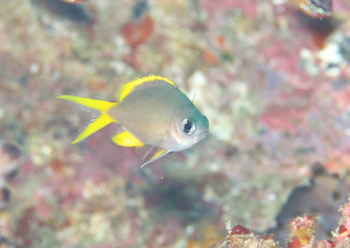 タンポポスズメダイ