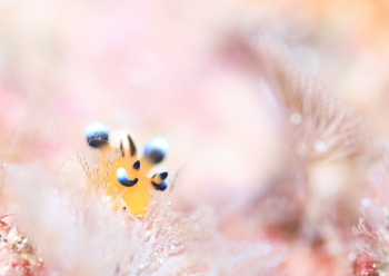 ウデフリツノザヤウミウシ