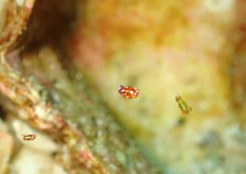 ヒメオオメアミ