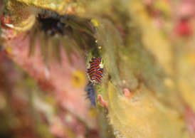 スベヨコエビの仲間