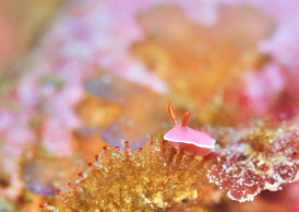 フジムスメウミウシ