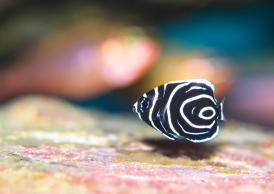 タテジマキンチャクダイ　幼魚