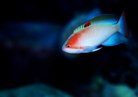 ケラマハナダイ