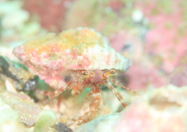 テブクロイトヒキヤドカリ