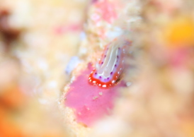 セトイロウミウシ