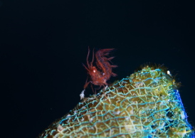 フィコカリスシムランス