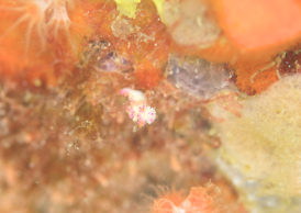 センヒメウミウシ