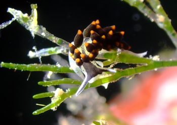 アリモウミウシ