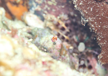 ヒメオオメアミ