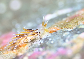 アカエラミノウミウシ