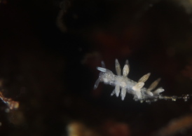 トサミノウミウシ