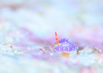 ムラサキミノウミウシ