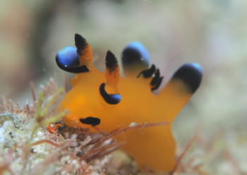 ウデフリツノザヤウミウシ