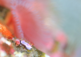 フジイロウミウシ