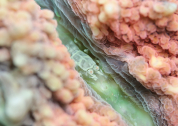 ワライヤドリエビ