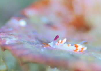 ハレギミノウミウシ