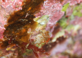 ハチジョウタツ