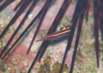 ハシナガウバウオ