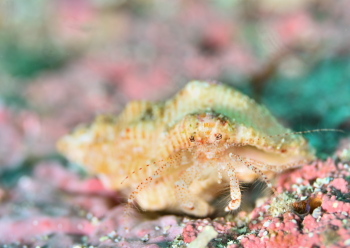 アカボシネジレヤドカリ