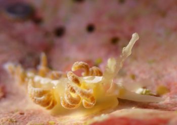 チゴミノウミウシ