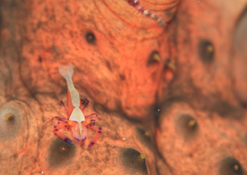 ウミウシカクレエビ