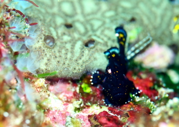 クマドリカエルアンコウ