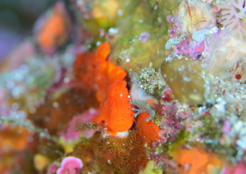 イロカエルアンコウ