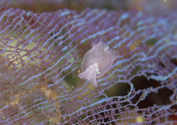 サガミアメフラシ