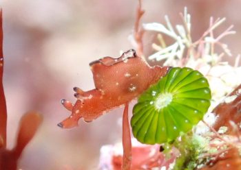 クロヘリアメフラシ