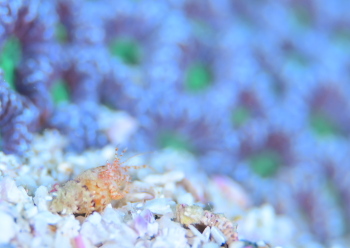 ツノメヒメヤドカリ