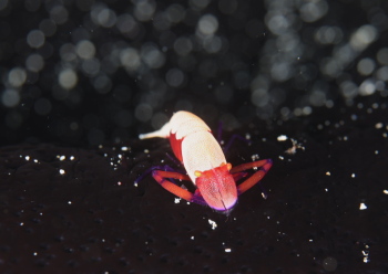 ウミウシカクレエビ